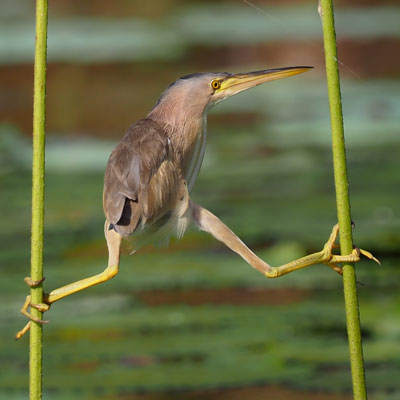 عکس‌های کمدی برگزیده از حیات‌وحش